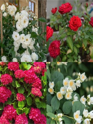 Mythriva Gardenbox Videolu Filbahri-Kırmızı Gül-Beyaz Gül-Kırmızı Ortanca Çiçek Seti, 1 Adet Saksılı/tüplü