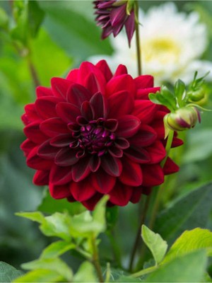 Mythriva Videolu Kırmızı Yıldız Çiçeği Dahlia 1 Adet Saksılı 20-60 cm Dış Mekan Bitkisi (Dahlia)