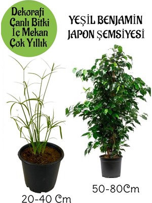 Mythriva Gardenbox Japon Şemsiyesi Saksılı + Yeşil Benjamin Bitkisi Saksılı, 2'li Set, Iç Mekan Bitkileri