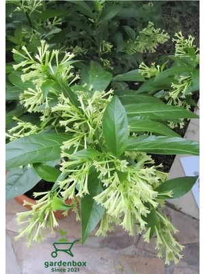 Mythriva Melisa Kolanya Çiçeği Saksıda 30-60CM (Cestrum Nocturnum)