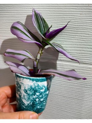 Mythriva Nura Botanik Telgraf Çiçeği Fidesi, 15-20 Cm, 1 Adet
