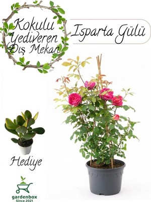 Mythriva Kokulu Reçellik Iparta Gülü Fidanı 1 Adet Saksılı 30-60CM + Para Çiçeği