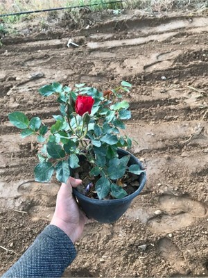 Mythriva Nura Botanik Kırmızı Gül Fidanı, Çok Renkli