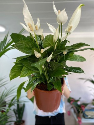 Mythriva Barış Çiçeği Bol Çiçekli 70-80 cm Saksı Çapı 24 cm Xl