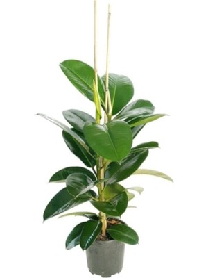 Mythriva Videolu 2 Köklü Kauçuk Bitkisi 1 Adet Saksılı 80-100 cm Iç Mekan Salon Bitkisi (Ficus Elastica)
