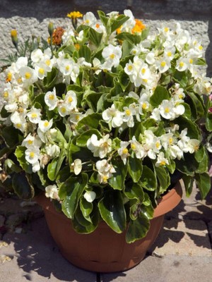 Mythriva Videolu Beyaz Begonya Çiçeği 1 Adet Saksılı 20-40CM Bahçe Salon Teras Bitkisi (White Bogonia)