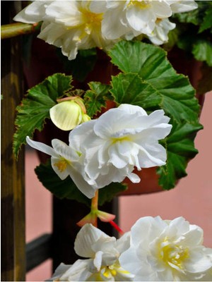 Mythriva Videolu Beyaz Katlı Begonya Çiçeği Fidanı 1 Adet Saksılı 20-40CM Iç Mekan Salon Bitkisi(Begonia)