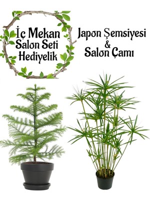 Mythriva Gardenbox Japon Şemsiyesi (40-60CM) Saksılı + Salon Çamı (30-40CM) Saksılı, Set