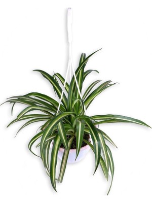 Mythriva Kurdela Çiçeği Chlorophytum Askılı Saksı'da