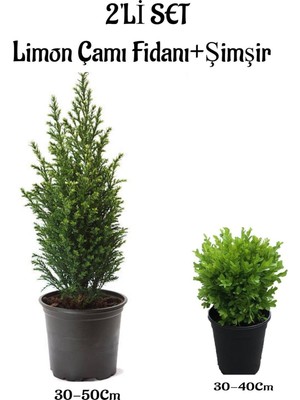 Mythriva Limon ÇAMI(SERVI)(30-50CM)+ Çalı ŞIMŞIRI(30-40CM) 2 'li Set Saksılı Dış Mekan Bitkisi, BTS001NA0927