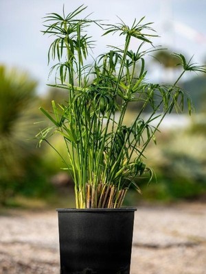 Mythriva Nura Botanik Parlak Yapraklı Japon Şemsiyesi Bitkisi, Cyperus Alternifolius, 30-50 Cm, Saksılı, 1 Adet