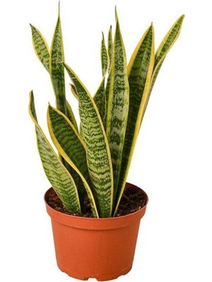 Mythriva Videolu Sarı Kılıç Çiçeği Fidanı 1 Adet Saksılı 20-40CM Iç Mekan Salon Ofis Bitkisi(Sansevieria)