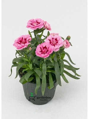 Mythriva Yeni Sezon Ürün Mis Kokulu Pembe Renk 1 Adet Saksılı 15-25CM Pink Dianthus