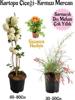 Mythriva Gardenbox Kartopu Çiçeği, Kırmızı Mercan, Sarı Gazanya Saksılı Bahçe Seti, Çok Renkli