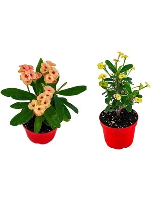 Mythriva Videolu Milli Dikenler Tacı Sarı-Kırmızı 2 Adet Saksılı 10-15CM Iç Dış Mekan Bitkisi (Euphorbia)