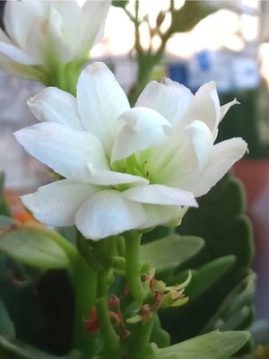 Mythriva Serada Decor & Plant Beyaz Kalanşo Çiçeği, 10-20 Cm, Saksılı Çiçekli Bodur Bitki