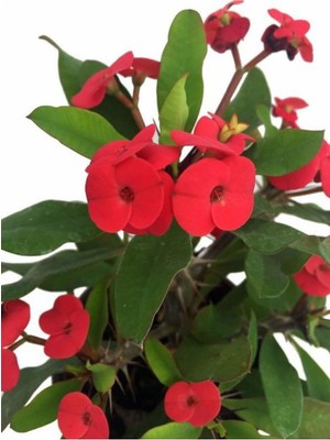 Mythriva Gardenbox Kırmızı Renk Milli Dikenler Tacı Saksılı 10-20CM Iç Mekan Bitkisi (Euphorbia)