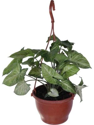 Mythriva Melek Kanadı Çiçeği Ok Başı Sarmaşığı (Syngonium) Askılı Saksı'da, BTSR454