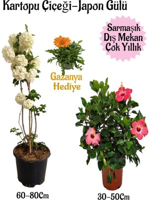 Mythriva Gardenbox Kartopu Çiçeği, Pembe Japon Gülü, Turuncu Gazanya Saksılı Bahçe Seti, Çok Renkli