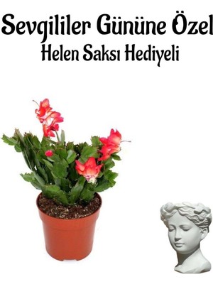 Mythriva Anneler Gününe Özel Kırmızı Renk Yılbaşı Çiçeği Helen Saksı Hediyeli