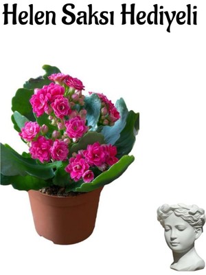 Mythriva Nura Botanik Hediyelik Kırmızı Kalanşo (Kalanchoe) Çiçeği, Helen Saksı