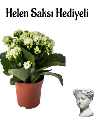 Mythriva Hediyelik Beyaz Renk Kalanşo(Kalanchoe) Çiçeği Sevgililer Gününe Özel Helen Saksı Hediyeli