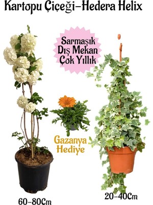 Mythriva Nura Botanik Kartopu Çiçeği, Hedera Helix, Turuncu Gazanya Hediye Saksılı Bahçe Seti, 3'lü