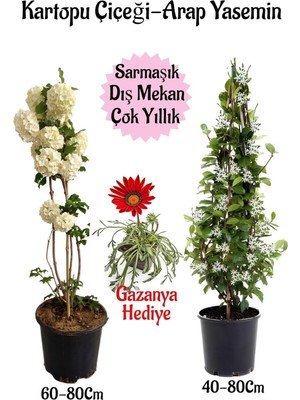 Mythriva Gardenbox Kartopu Çiçeği, Arap Yasemini, Kırmızı Gazanya Saksılı Bahçe Seti, Çok Renkli