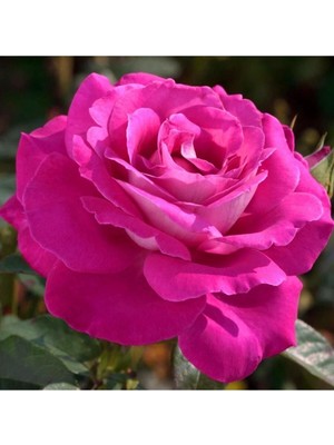Mythriva Gardenbox Pembe Renk Gül Fidanı, 10-15 cm Saksıda, Yediveren Kokulu Aşılı Gül