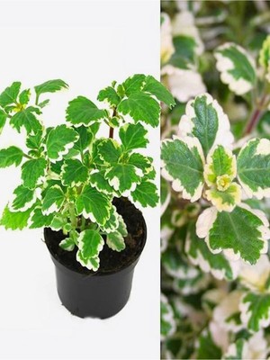 Mythriva Gardenbox Mis Kokulu Formlu Benjamin Çiçeği Saksılı Sarkıcı Bitki, Çok Renkli