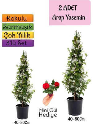 Mythriva Nura Botanik Kokulu 2 Adet Arap Yasemini Fidanı Saksılı, Mini Gül Hediye, 3'lü Peyzaj Seti, 40-80CM