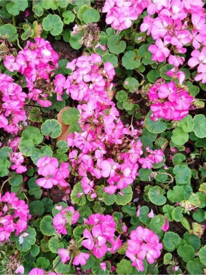 Mythriva Serada Decor & Plant Açık Pembe Sardunya Çiçeği, 15-25 Cm, Saksılı, Geranium