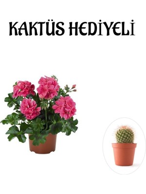 Mythriva Nura Botanik Pembe Sakız Sardunya Çiçeği Fidanı, Kaktüs Hediyeli