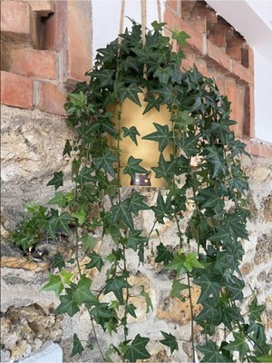 Mythriva Gardenbox Canlı Duvar Sarmaşığı (Hedera Helix) 40-60CM, Çok Renkli, Gölgeye Dayanıklı