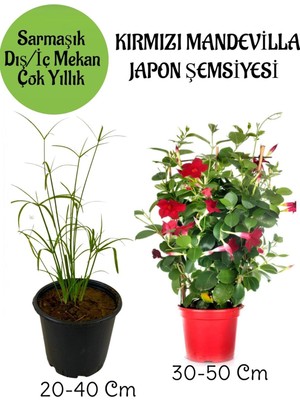 Mythriva Gardenbox Japon Şemsiyesi Saksılı + Kırmızı Mandevilla Çiçeği Saksılı Salon Seti