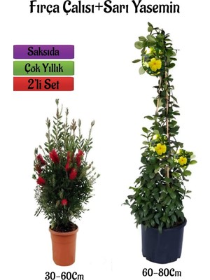 Mythriva Gardenbox Kırmızı Fıça Çalısı Fidanı + Sarı Yasemin Çiçeği Fidanı 2'li Bahçe Peyzaj Seti