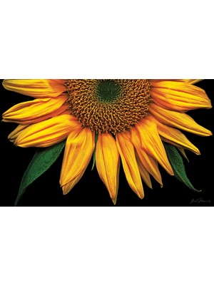 Mythriva Toland Home Garden Siyah Standart Mat Üzerine Ayçiçeği (Standart, Çok Renkli)