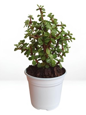 Mythriva Gardenbox Portulacaria Afra Yeşim Bitkisi, Dolgun Saksı, 20-30 Cm, Yenilebilir