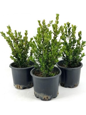 Mythriva Nura Botanik Dekoratif Şimşir Fidanı, 30-40 Cm, 3 Adet Saksılı, Buxus Sempervirens, Dış Mekan Bitkisi