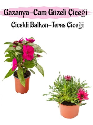 Mythriva Nura Botanik Pembe Cam Güzeli ve Pembe Gazanya Çiçeği Saksılı Set, 10-20 cm