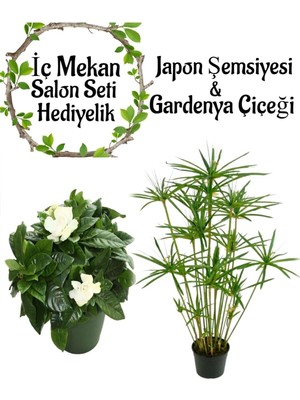 Mythriva Gardenbox Japon Şemsiyesi (40-60 Cm) Saksılı + Kokulu Gardenya (20-30 Cm) Saksılı, Set