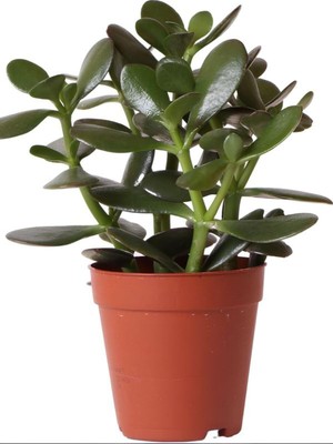 Mythriva Serada Decor & Plant Mini Saksılı Canlı Para Çiçeği, Yeşim Sukulent Crassula Ovata