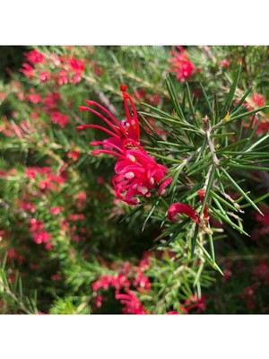 Mythriva Nura Botanik Grevillea Juniperina Gravilla Çalısı Çiçeği Fidanı, 30-50 Cm, Saksılı, Kırmızı Çiçekli Bodur Bitki