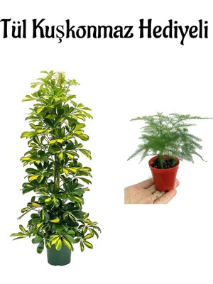 Mythriva Serada Decor & Plant Parlak Yapraklı Alacalı Şeflera Bitkisi, Tül Kuşkonmaz Hediyeli
