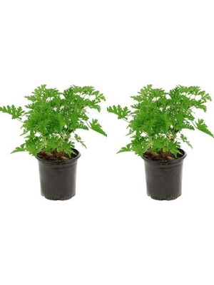Mythriva Serada Decor & Plant Pelargonium Itır Çiçeği, 20-40 Cm, 2 Adet Çiçekli Bodur Bitki
