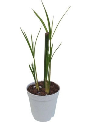 Mythriva Nura Botanik Mini Japon Şemsiyesi, 5-10 Cm, Saksılı Salon Bitkisi, 1 Adet