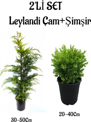 Mythriva Nura Botanik Leylandi Çam Ağacı Fidanı + Çalı Şimşiri 2'li Set, Saksılı Dış Mekan Bitkisi