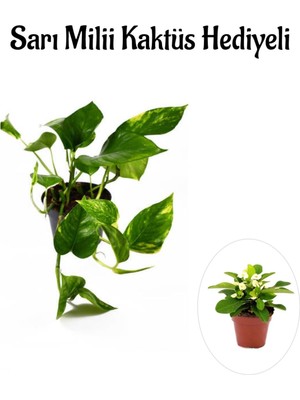 Mythriva Serada Decor & Plant Pothos Alacalı Salon Sarmaşığı, Sarı Milii Hediyeli, Iç Mekan Bitkisi