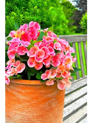 Mythriva Gardenbox Pink Taç Çiçeği, Iç Mekan Bitkisi, Mini Boy 15CM, Uzun Ömürlü