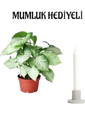 Mythriva Nura Botanik Melek Kanadı Çiçeği, Sevgililer Gününe Özel Mumluk Hediyeli